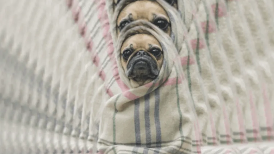 Pug in a Rug 미리보기 이미지